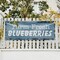 Signmission Farm Fresh Blueberries, 24 Inch x 72 Inch, Vinyl Banner B-72-30580 - alternate 5