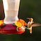 More Birds Hummingbird 25 oz Plastic Nectar Bird Feeder 4 ports 65064 - alternate 5