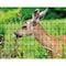 Zoro Select Deer Fence, 7 FT. X 100 FT., Black, Mesh Size 0.63"X0.75" 2A040006 - alternate 5