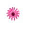 Sparta 2.5 in W Pipe and Valve Brush, Pink, Polypropylene 45022EC26 - alternate 5