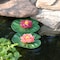 Pond Boss Floating Lily Pad Variety Pack 52727 - alternate 2