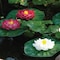 Pond Boss Floating Lily Pad Variety Pack 52727 - alternate 3