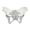 Eisco Scientific Eisco Labs Female Pelvis / Pelvic Skeleton Bone Model AMCHA589AS - alternate 4