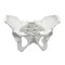Eisco Scientific Eisco Labs Female Pelvis / Pelvic Skeleton Bone Model AMCHA589AS - alternate 1