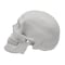 Eisco Scientific Model, Human Skull, with Movable jaw AMCH1004AS - alternate 2