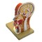 Eisco Scientific Human Head Anatomical Model, Median Section, Life Size, 12" Height AM0025AHM - alternate 4