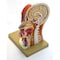 Eisco Scientific Human Head Anatomical Model, Median Section, Life Size, 12" Height AM0025AHM - alternate 2
