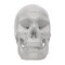 Eisco Scientific Model, Human Skull, with Movable jaw AMCH1004AS - alternate 3