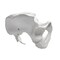 Eisco Scientific Eisco Labs Female Pelvis / Pelvic Skeleton Bone Model AMCHA589AS - alternate 2