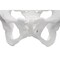 Eisco Scientific Eisco Labs Female Pelvis / Pelvic Skeleton Bone Model AMCHA589AS - alternate 5