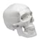 Eisco Scientific Model, Human Skull, with Movable jaw AMCH1004AS - alternate 1