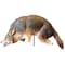 Bird-X Coyote Bird Repeller, 3D COYOTE 3-D - alternate 1