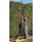 Black & Decker 20V MAX* Lithium Pole Hedge Trimmer LPHT120 - alternate 2