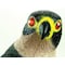 Bird-X Visual Bird Repellers, Falcon Decoy FALCON - alternate 2