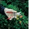 Corona Tools Pruner, Bypass Blade, 3/4 in Cut Cap, Forged Steel Alloy 2-3/4 in L Blade, Rubber Grip BP3160 - alternate 4
