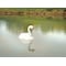 Flambeau Pond Swan Decoy, 36 In. L, 18 In. W 5889LO - alternate 4