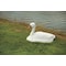 Flambeau Pond Swan Decoy, 36 In. L, 18 In. W 5889LO - alternate 3
