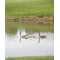 Flambeau Pond Swan Decoy, 36 In. L, 18 In. W 5889LO - alternate 5