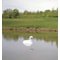 Flambeau Pond Swan Decoy, 36 In. L, 18 In. W 5889LO - alternate 2