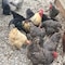 Flock Fest Dried Mealworms for Chickens, Wild Birds, Ducks, and Small Pets, 30 oz Bag, 3PK 27077088922 - alternate 4