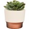 Hc Companies Sprite 3'' x 3'' x 2.5'' Resin Vanilla Bisque Succulent Pot SSP03000A58 - alternate 1