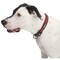 Guardian Gear Dog Collar, O-Ring Link, 12 to 83 in L Collar, Nylon, True Red ZA0006 12 83 - alternate 6
