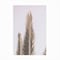 Trademark Fine Art Outdoor Canvas Art - Shot by Clint 'Phoenix Palm' Wall Art for Patios, or Gardens 1X25308-OC2232WR - alternate 7