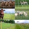 Wrightmaster 72 in. x 328 ft. 13-Gauge Heavy-Duty Galvanized Poultry Fencing with High Corrosion Resistance ZROAF12180 - alternate 5