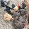 Fickle Fowl Feast of 30 oz Dried Mealworms and Dried Black Soldier Fly Larvae 27077088991 - alternate 4