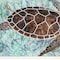 Homeroots Sea Turtles Collage 1 White Framed Print Wall Art 407867 - alternate 3