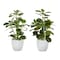 Monarch Specialties Artificial Plant, 14'' Tall, Ficus, Indoor, Fake, Decorative, Green Leaves, White Pots, 2PK I 9557 - alternate 2