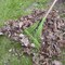 Ames 54 in. Wood Handle Steel Leaf Rake, 22-Tine, 2-Pack 10000-07604 - alternate 5