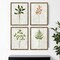 Homeroots Set Of Four Botanical I Gold Framed Print Wall Art, 4PK 526121 - alternate 3