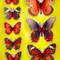 Insect Lore Butterfly Stickers, 3D, 8-Piece Set, 6PK 3801 - alternate 2