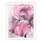 Homeroots Pink Iris White Framed Print Wall Art 530023 - alternate 3
