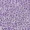 Homeroots 8' Purple Round Animal Print Washable Indoor Outdoor Area Rug 607664 - alternate 5