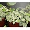 Miracle Led Craft Grow Light Kit, Blooming Lotus Daybreak Full Spectrum Absolute Daylight+, 2PK 803416 - alternate 4