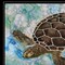 Homeroots Sea Turtles Collage II 2 Black Framed Print Wall Art 407870 - alternate 5