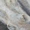 Homeroots 5' X 8' Ivory And Charcoal Animal Print Washable Indoor Outdoor Area Rug 630970 - alternate 5