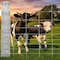 Wrightmaster 58.8 in. x 328 ft. 14-Gauge Reinforced Hot-Dip Galvanized Poultry Fencing ZOR-P461624 - alternate 7