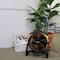 Xpower XPOWER FC-100 1100 CFM 4 Speed Portable Multipurpose 11" Professional Grade Air Circulator FC-100 - alternate 9