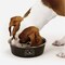 Boss Pet ProSelect XL Espresso Goodie Bowl ZW8006 25 24 - alternate 2