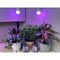 Miracle Led Citrus Tree Starter Grow Light Kit, 4KK Purple Spectrum, 2PK 803400 - alternate 4
