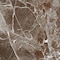 Apollo Tile Regalia 24x24 in. Rosso Levanto Matte Color Body Porcelain Marble-look Vein Large Tile, 4PK APLVEL88ROS2424 - alternate 1