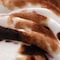 Homeroots 50" X 60" Brown and White Velvet Quilted Animal Print Plush Throw Blanket 535294 - alternate 5