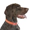 Boss Pet Guardian Gear 1'' x 16 to 19'' Nylon Hunting Dog Collar 2052124 - alternate 1