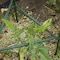 Gardeners Blue Ribbon Green Steel Garden Stakes SA12 - alternate 6