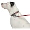 Guardian Gear Dog Collar, O-Ring Link, 20 to 83 in L Collar, Nylon, True Red ZA0006 20 83 - alternate 4