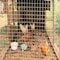 Wrightmaster 60 in. x 50 ft. 19-Gauge Reinforced Hot-Dip Galvanized Poultry Fencing, 1/2 Grid ZoroP428304 - alternate 5