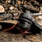 Echo TRIMMER LINE 1LB 0.13INX150FT 311130064 - alternate 3